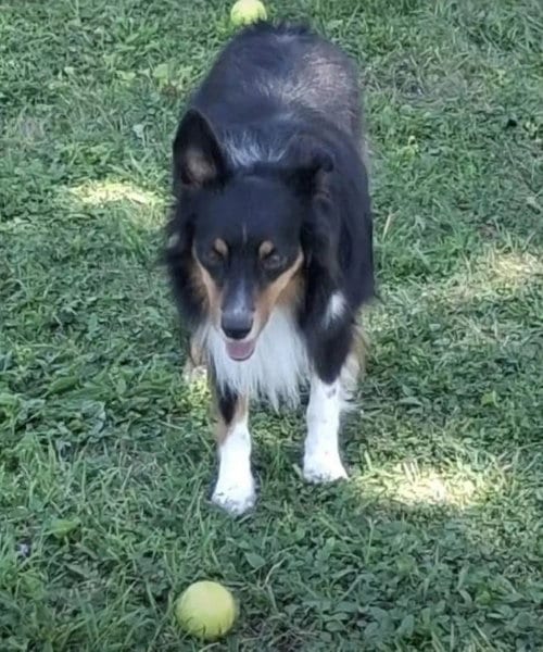 Photo of Smudge, adoptable Shetland Sheepdog Sheltie in Dublin, Ohio