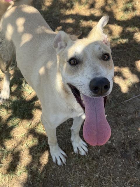 Photo of Stitch, adoptable German Shepherd Dog in Riverside, California