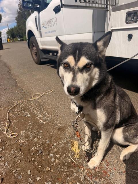 Photo of Neve Campbell, adoptable Siberian Husky in Sacramento, California