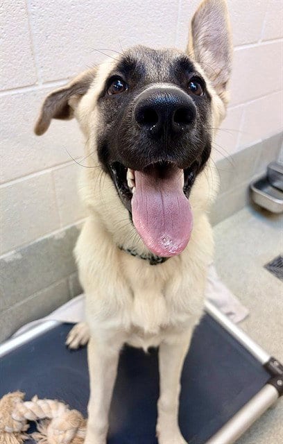 Photo of Polar, adoptable German Shepherd Dog in Statesville, North Carolina