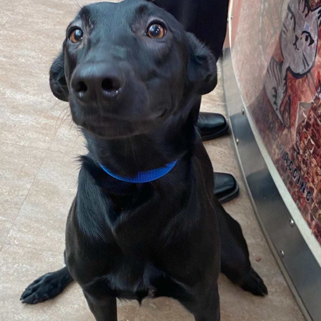Photo of Lexus, adoptable Malinois, Belgian in Westminster, California