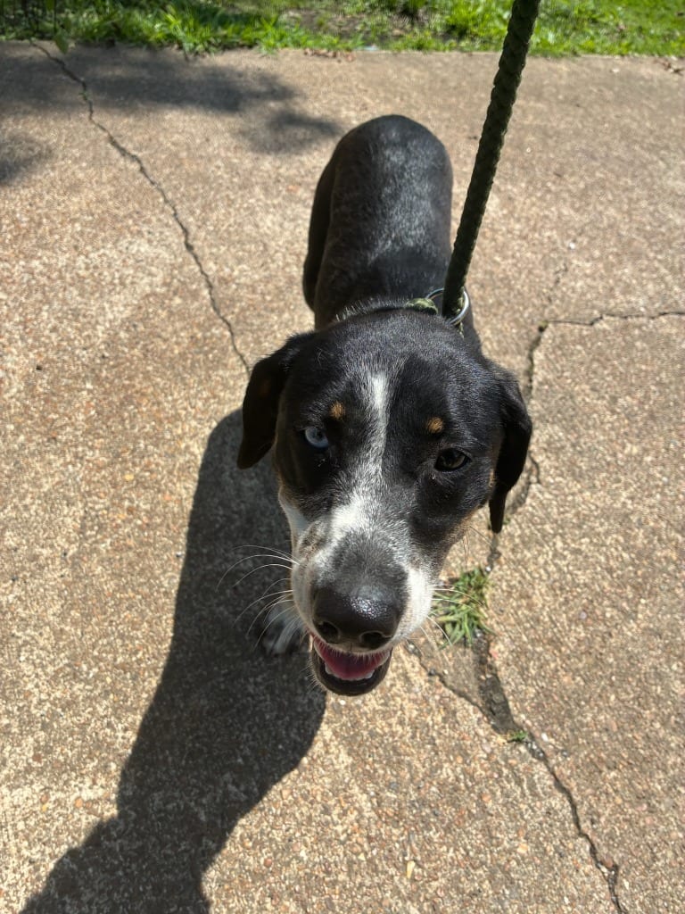 Photo of Doreen, adoptable Mixed Breed in Chickamauga, Georgia