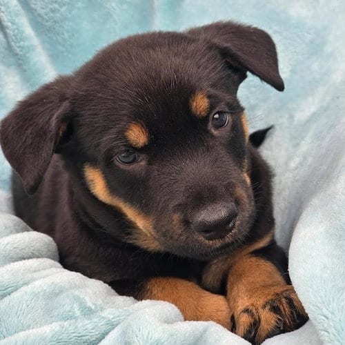Photo of Eureka Pup - Carter, adoptable Wirehaired Fox Terrier in San Diego, California
