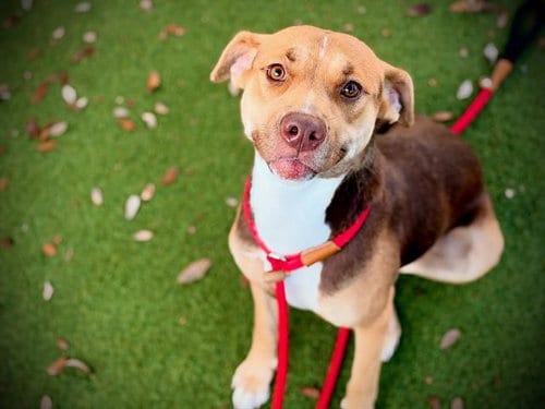 Photo of Willow, adoptable Pit Bull Terrier in Orlando, Florida