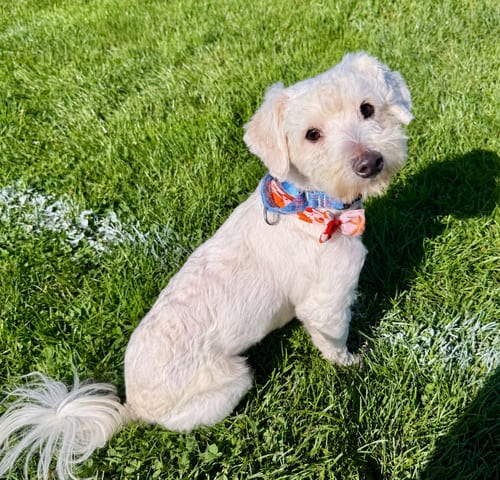 Photo of Pastrami, adoptable Maltese in Romoland, California
