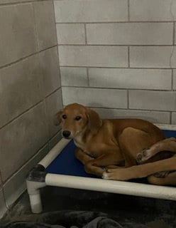 Photo of Chandler, adoptable Labrador Retriever in Stockton, California