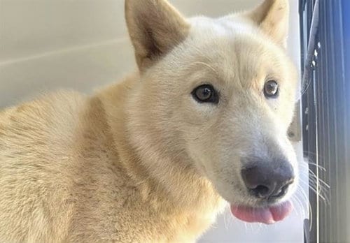 Photo of A662597, adoptable Chow Chow in Houston, Texas