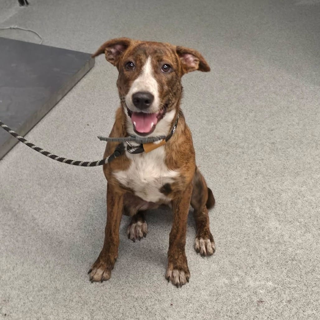 Photo of Cardinal, adoptable Mountain Cur in Martinsville, Virginia