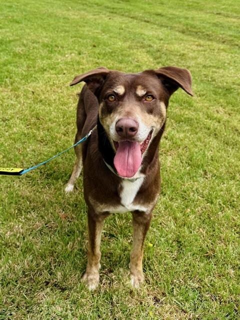 Photo of Nino, adoptable Australian Kelpie in Miami, Florida