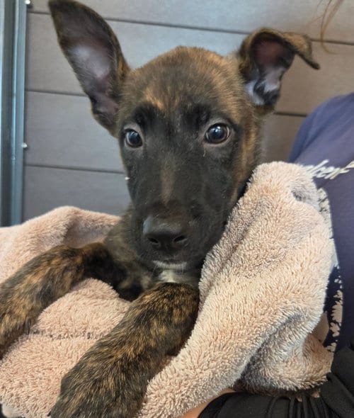 Photo of Trevor, adoptable Unknown breed in Rancho Santa Fe, California