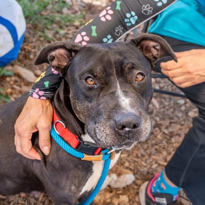 Photo of Anita, adoptable dog in Chamblee, Georgia
