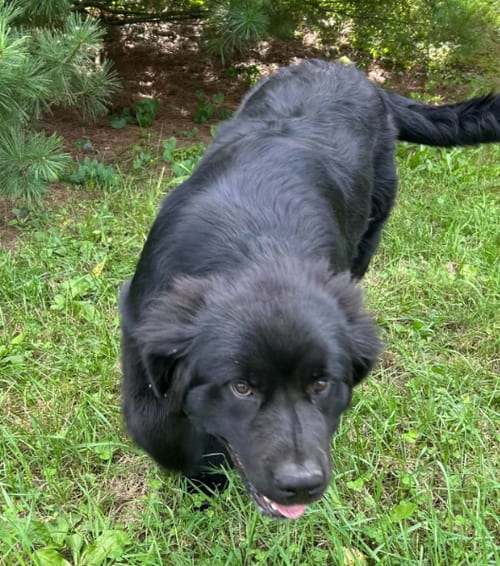 Photo of Cassie, adoptable Newfoundland Dog in Lewistown, Pennsylvania