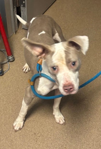 Photo of Harissa, adoptable dog in Chamblee, Georgia