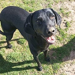 Photo of Skymir, adoptable Labrador Retriever in Coldwater, Michigan