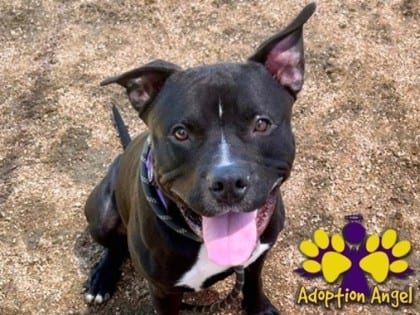 Photo of Kevin, adoptable dog in Georgetown, Texas