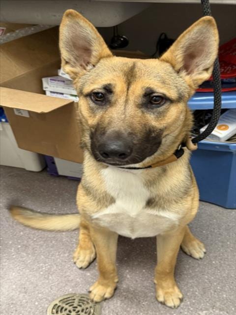 Photo of Elvis, adoptable German Shepherd Dog in Tracy, California