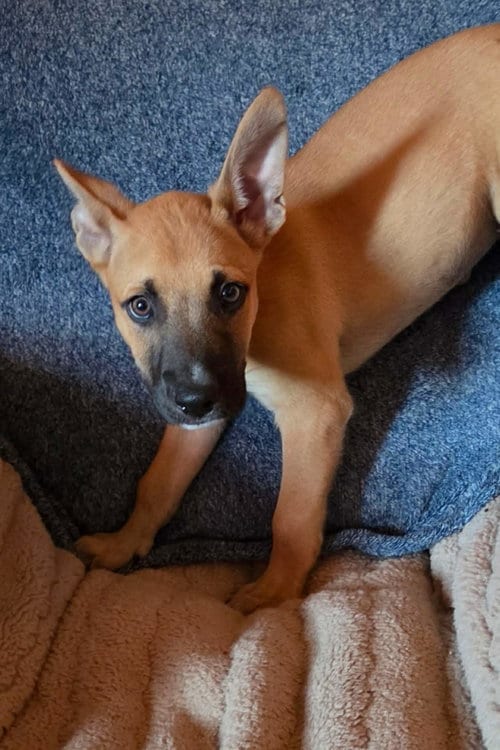 Photo of Malcolm (NY-Shari), adoptable Belgian Shepherd Malinois in SHERBURNE, New York