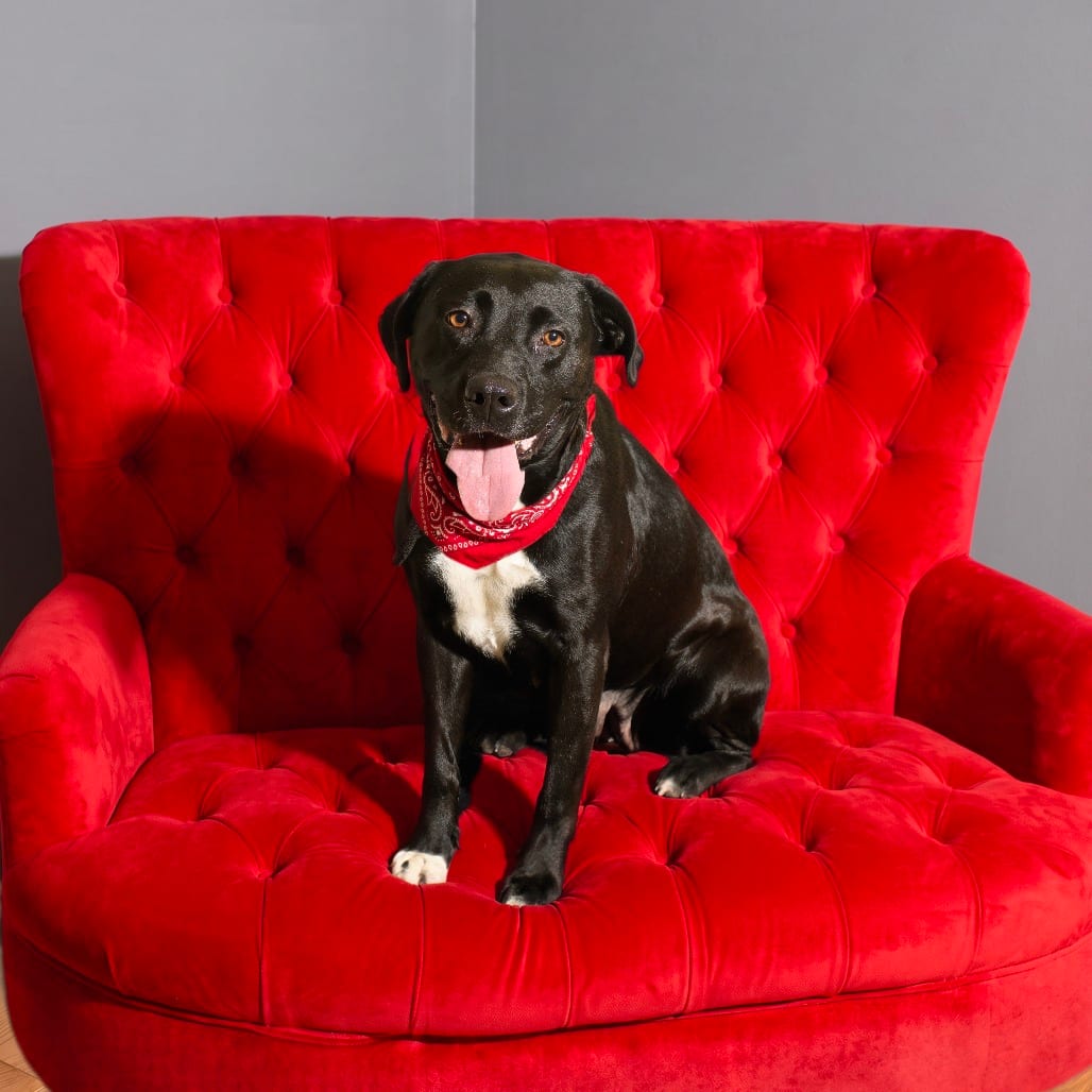 Photo of Hurley, adoptable Terrier, Pit Bull / Mix in Weatherford, Texas