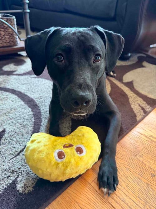 Photo of Poppy, adoptable Labrador Retriever in Caldwell, New Jersey