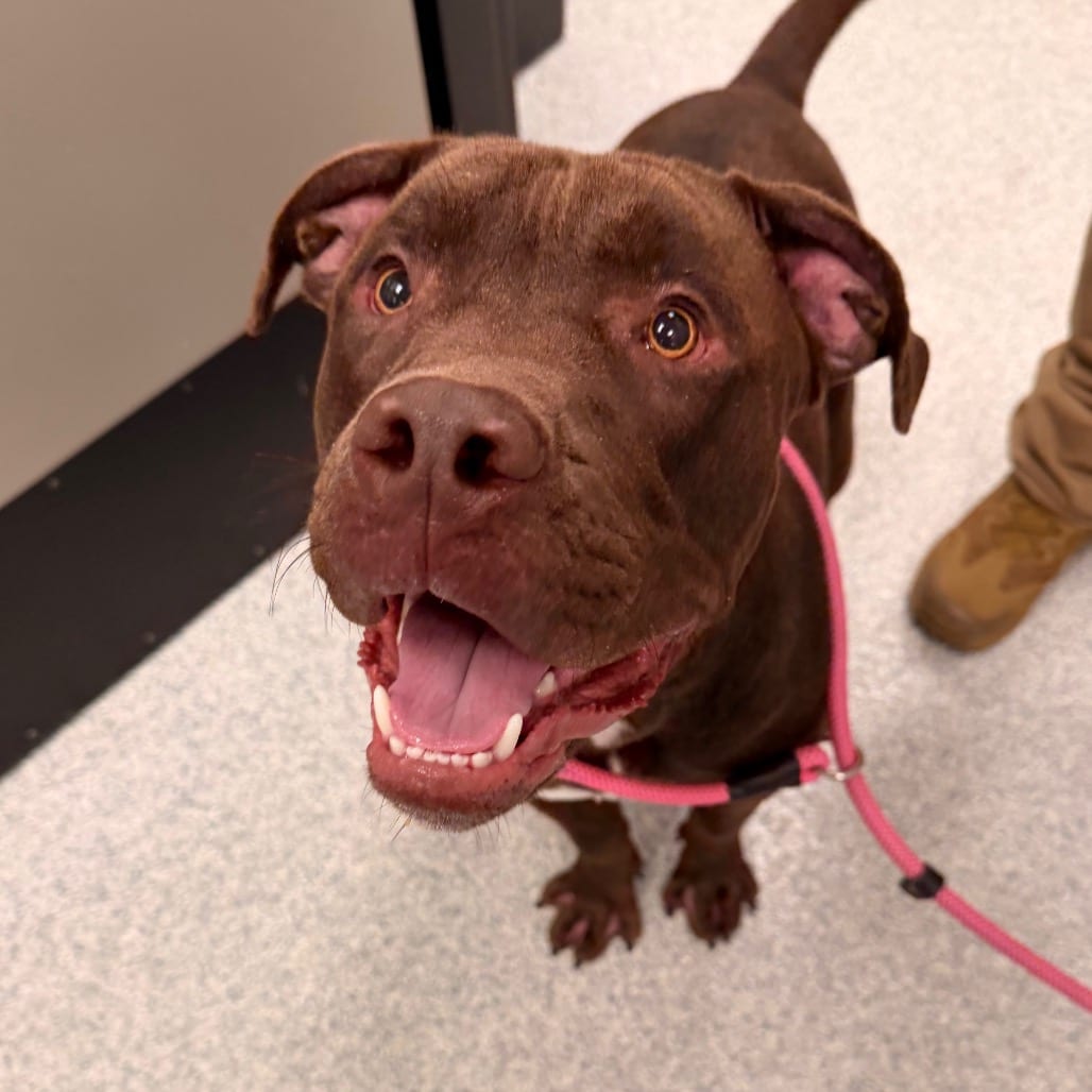 Photo of Ozzy, adoptable Retriever, Chocolate Labrador / Mix in Spartanburg, South Carolina