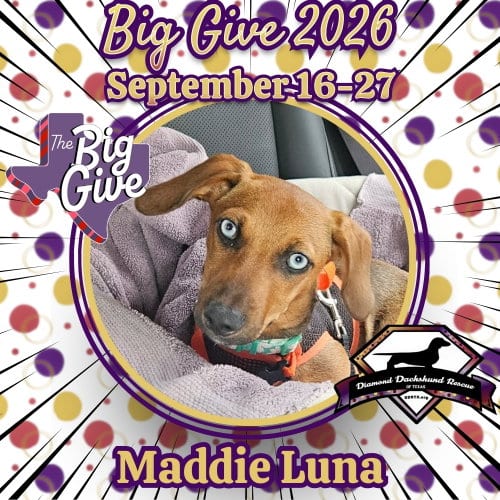 Photo of Maddie Luna, adoptable Dachshund in San Antonio, Texas