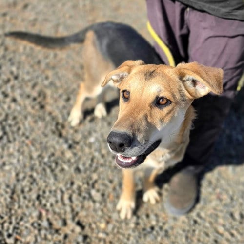Photo of Brees, adoptable Shepherd in Yreka, California