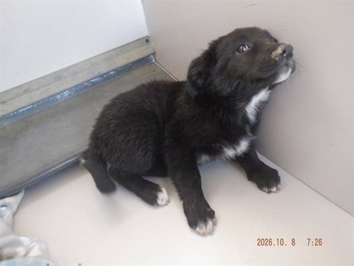 Photo of Wynter, adoptable German Shepherd Dog in Oroville, California