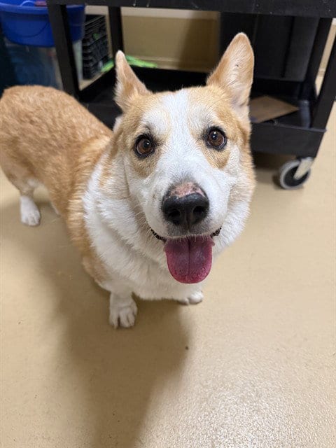 Photo of Bart, adoptable Pembroke Welsh Corgi in Chula Vista, California