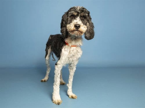 Photo of Henry, adoptable Maltese in Phoenix, Arizona