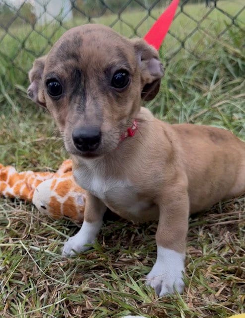 Photo of T-Bone, adoptable Chihuahua in Tarrytown, Georgia