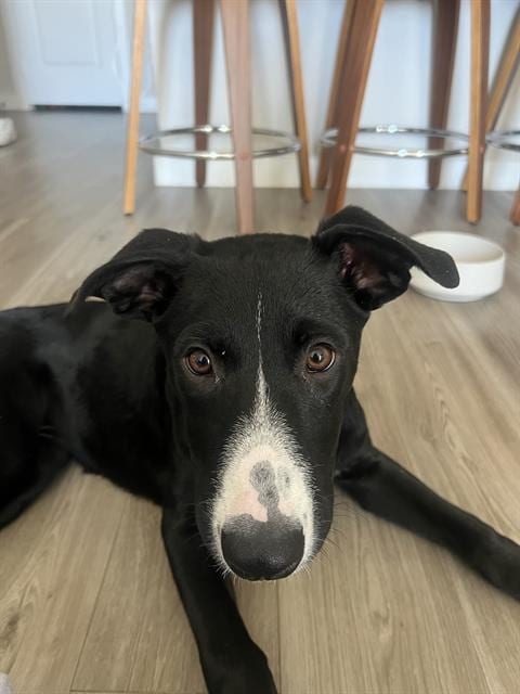 Photo of JO, adoptable Labrador Retriever in San Antonio, Texas
