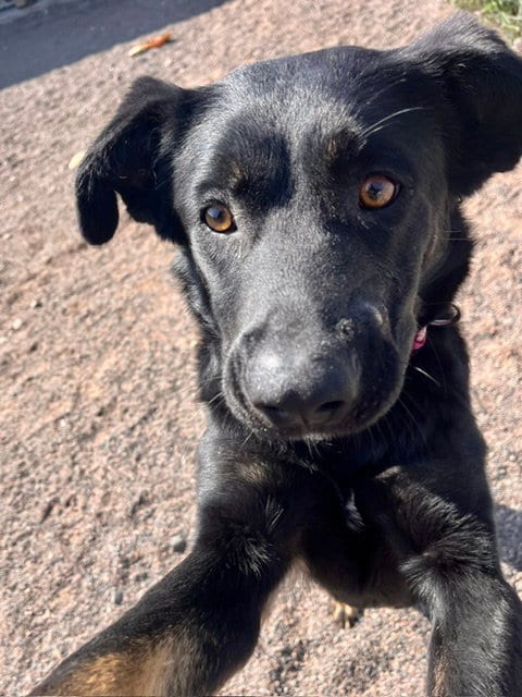 Photo of Margo, adoptable Shepherd in Webster, Wisconsin