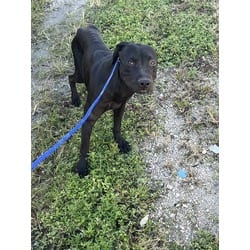 Photo of Ben, adoptable Terrier (Unknown Type, Medium) in Doral, Florida