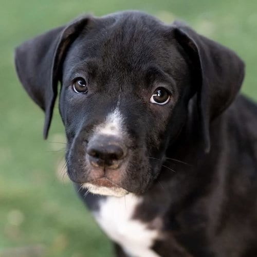 Photo of Justice Pup - Warrant, adoptable Labrador Retriever in San Diego, California
