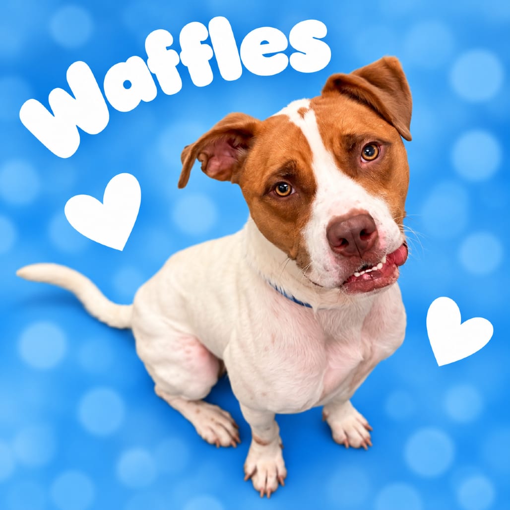 Photo of Waffles, adoptable dog