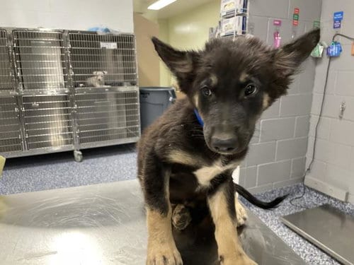 Photo of A1935705, adoptable German Shepherd Dog in Thousand Palms, California