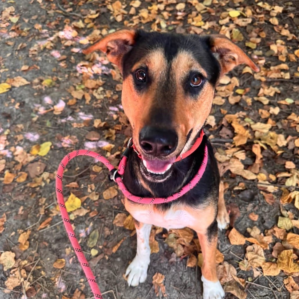 Photo of Remi, adoptable Mixed Breed (Large) in St. Charles, Missouri