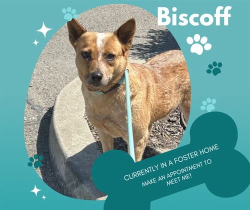 Photo of Biscoff, adoptable Queensland Heeler in Salinas, California
