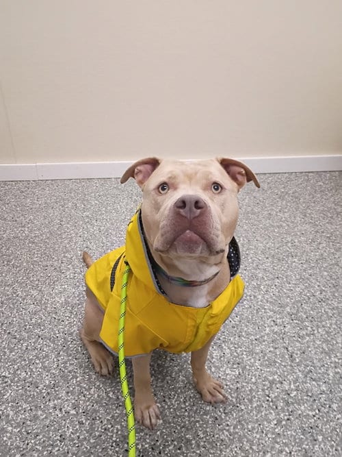 Photo of Duchess, adoptable Pit Bull Terrier in Liverpool, New York