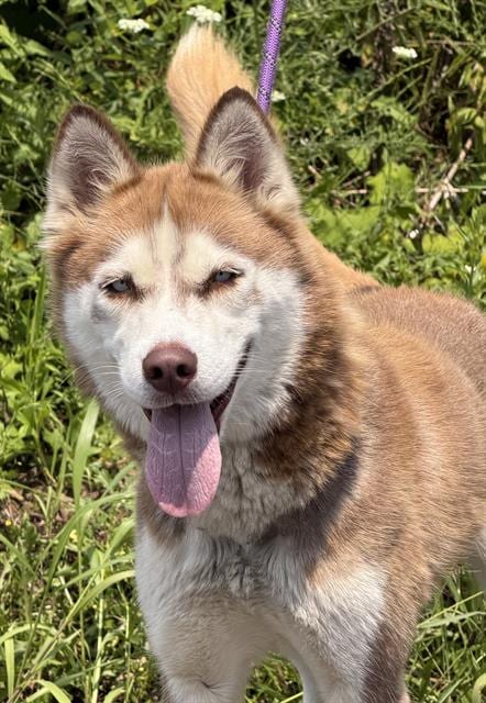 Photo of Nova, adoptable Siberian Husky in Canfield, Ohio