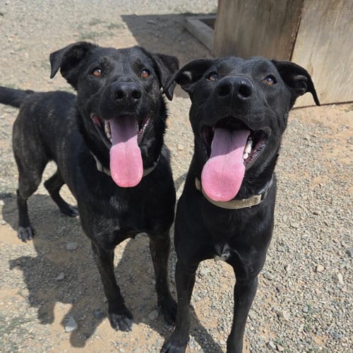 Photo of Boomer, adoptable Labrador Retriever in Yreka, California