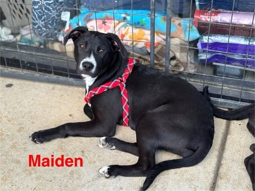 Photo of Maiden, adoptable Pit Bull Terrier in Farmerville, Louisiana