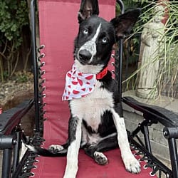 Photo of Dolly, adoptable Border Collie Husky in Salem, Oregon