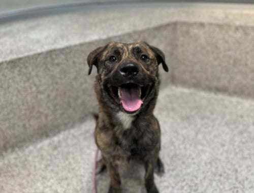 Photo of Roscoe, adoptable Dutch Shepherd in Los Angeles, California