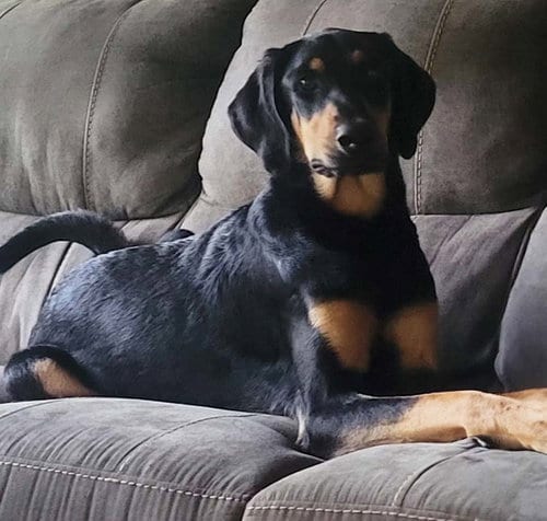 Photo of Moose, adoptable Doberman Pinscher in Harrison, Arkansas