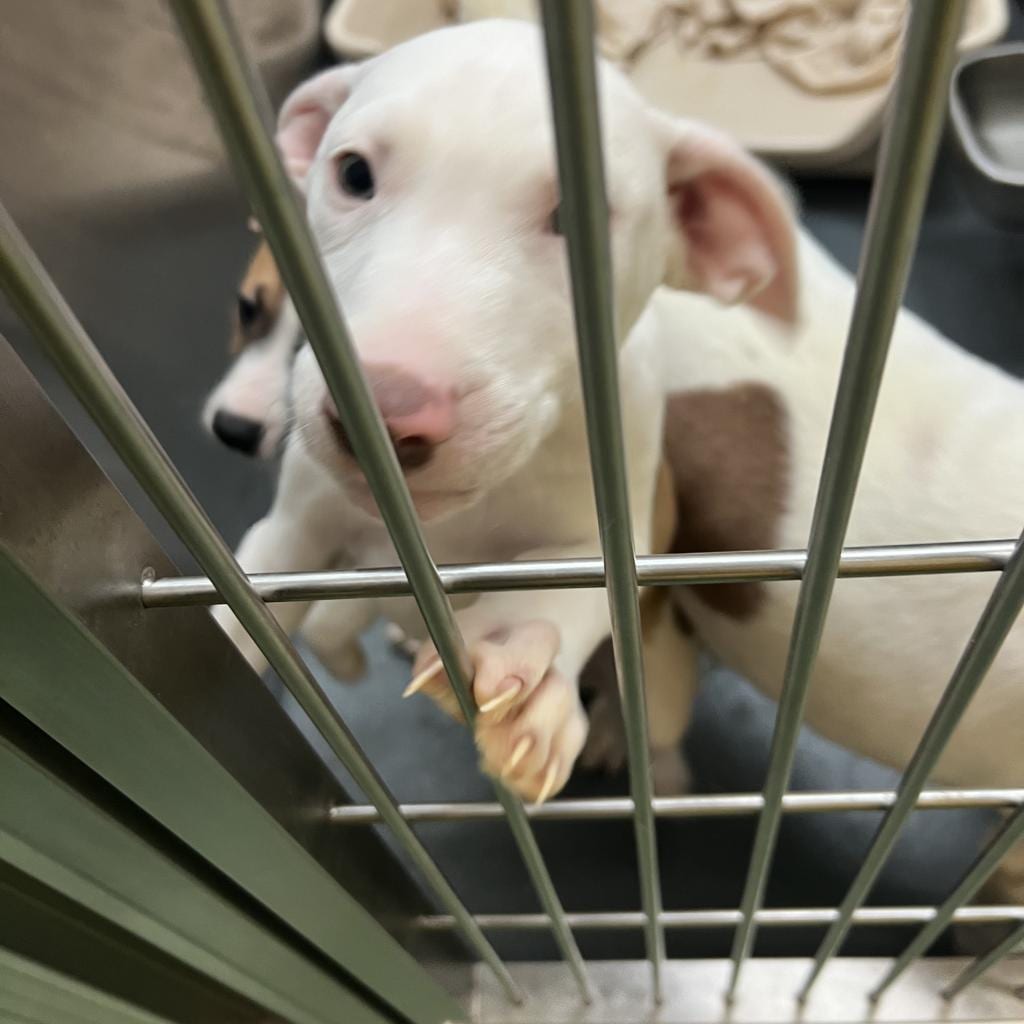 Photo of Bill Bo, adoptable Mixed Breed (Small)