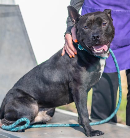 Photo of Marvel, adoptable dog in Chamblee, Georgia