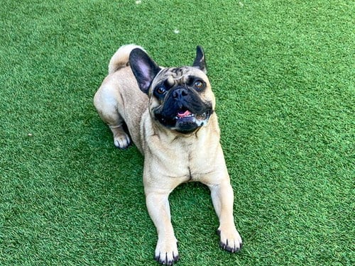 Photo of Punchie, adoptable French Bulldog in Orange, California