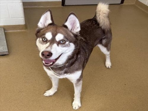 Photo of Rodrigo, adoptable Siberian Husky in Derwood, Maryland