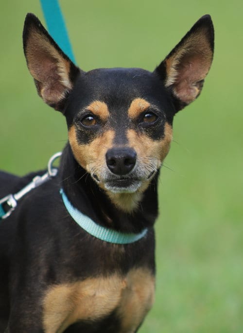 Photo of Oliver, adoptable Chihuahua in North Fort Myers, Florida